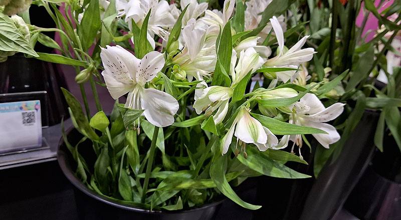 水仙百合 白 (圖片2)