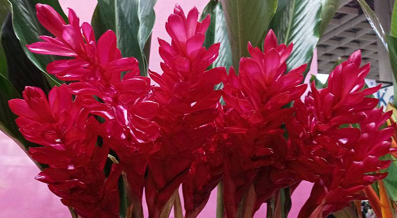 紅薑花 (圖片3)