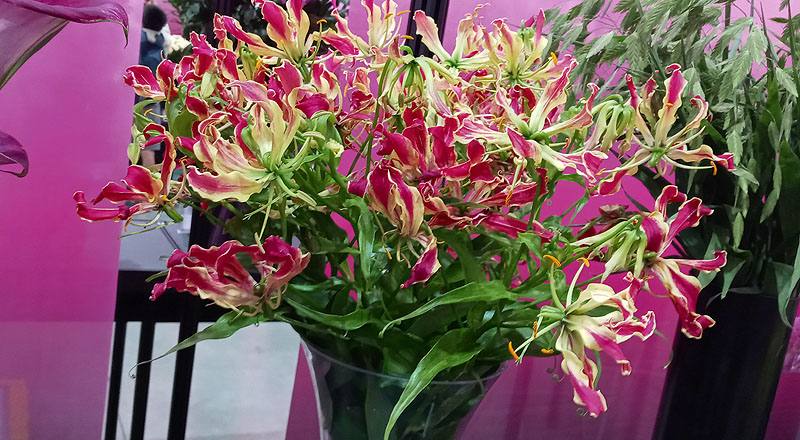 火焰百合 (圖片2)