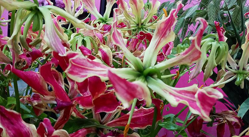 火焰百合 (圖片3)