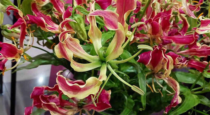 火焰百合 (圖片4)