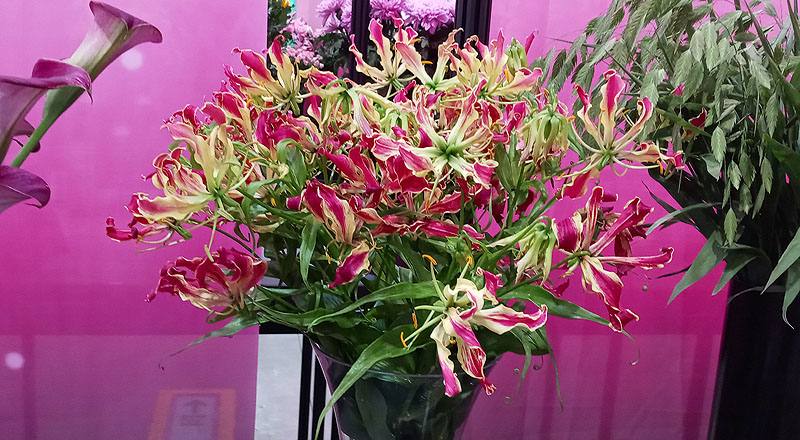 火焰百合 (圖片1)