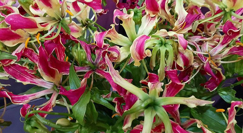 火焰百合 (圖片5)