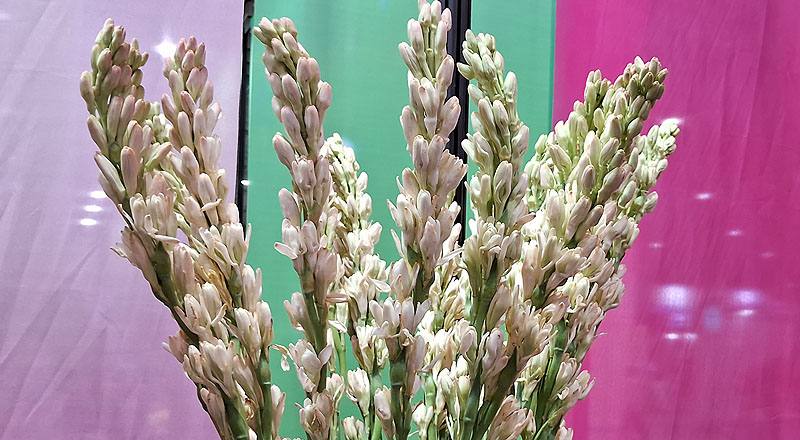 夜來香 重瓣 (圖片1)