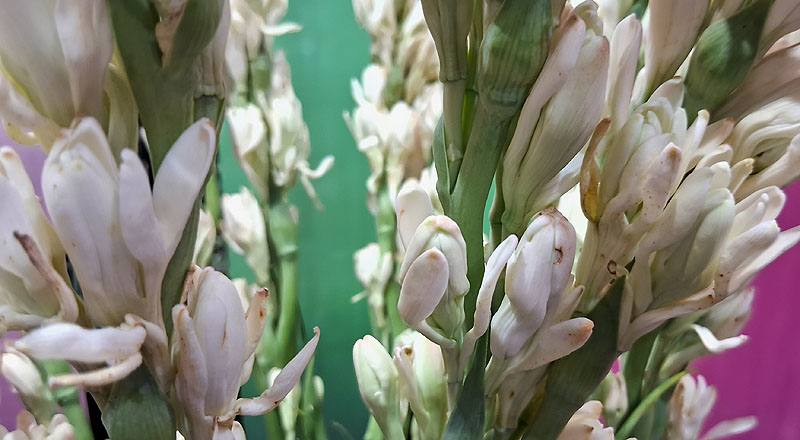 夜來香 重瓣 (圖片4)