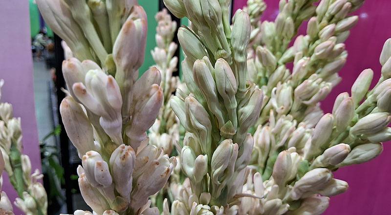 夜來香 重瓣 (圖片3)