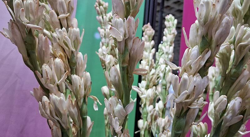 夜來香 重瓣 (圖片2)