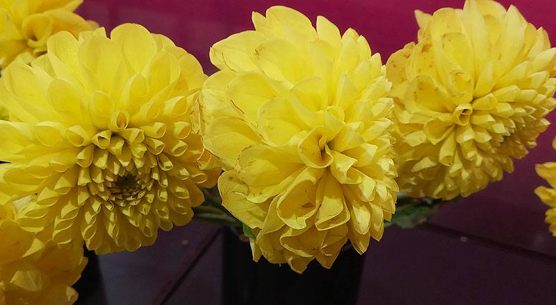 大理花 黃色 (圖片3)