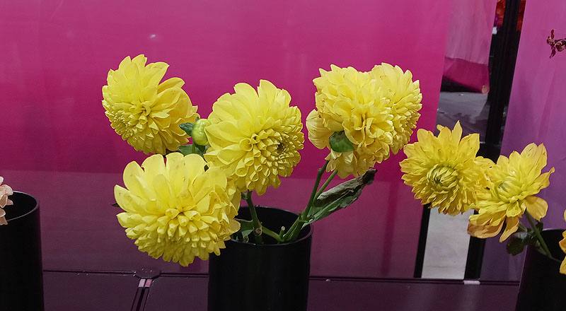 大理花 黃色 (圖片1)