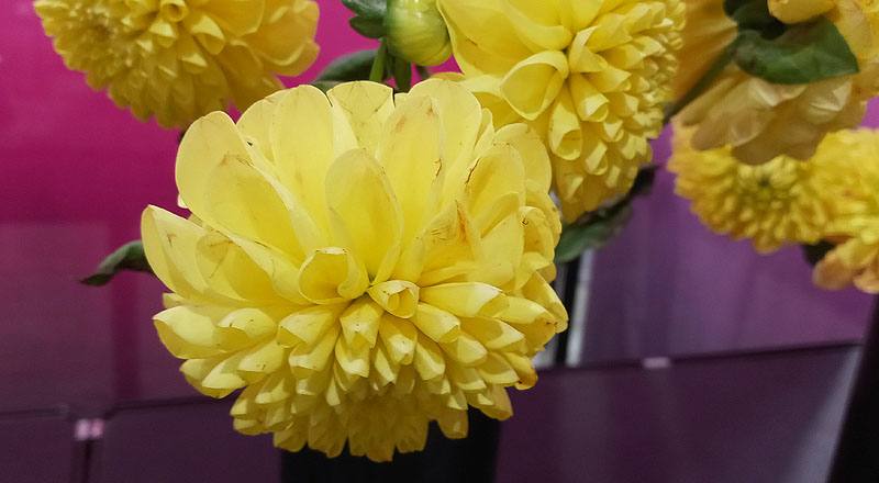 大理花 黃色 (圖片2)