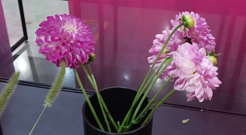 大理花 粉色 (圖片1)