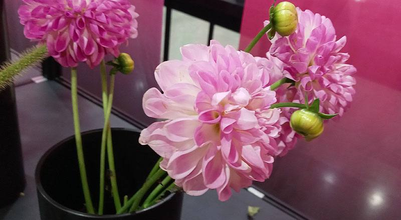 大理花 粉色 (圖片2)