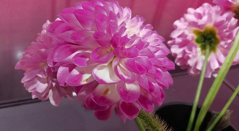 大理花 粉色 (圖片3)