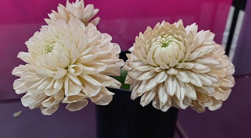 大理花 白色 (圖片1)