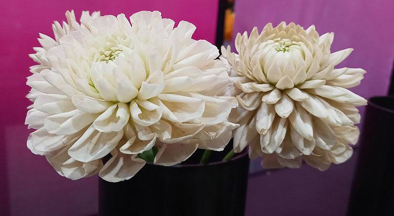 大理花 白色 (圖片2)