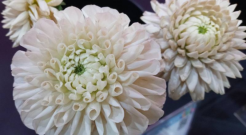 大理花 白色 (圖片3)