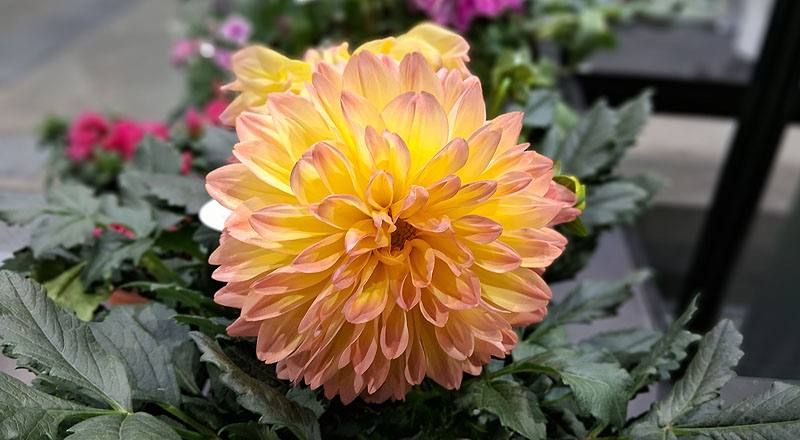 大理花 雙色 (圖片1)