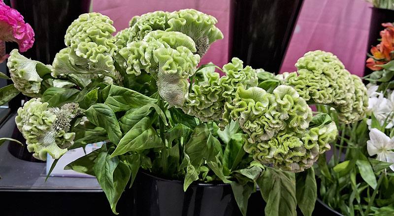 雞冠花 綠 (圖片2)