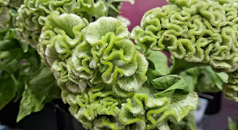 雞冠花 綠 (圖片3)