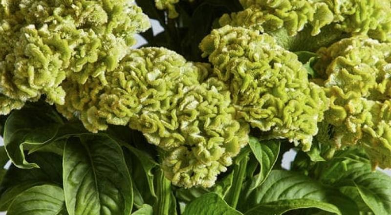 雞冠花 綠 (圖片5)
