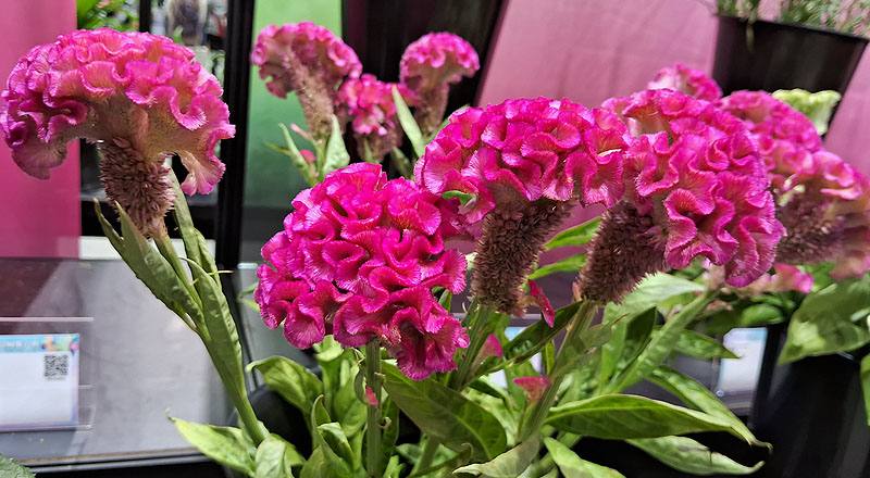 雞冠花 粉 (圖片2)