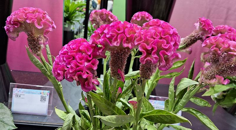 雞冠花 粉 (圖片3)