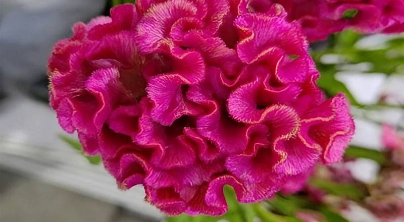 雞冠花 粉 (圖片4)