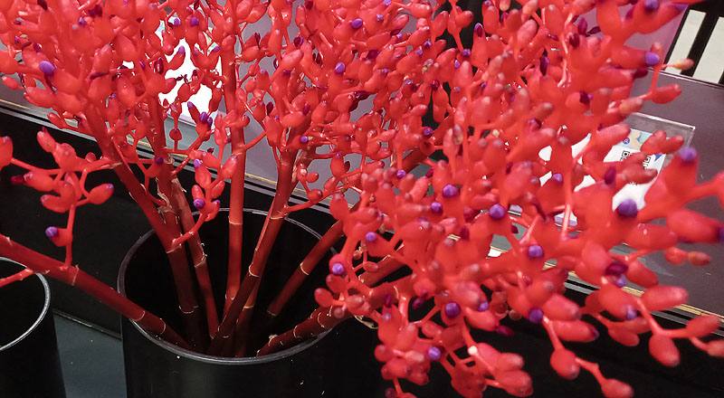 珊瑚鳳梨 (圖片4)