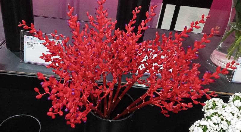 珊瑚鳳梨 (圖片1)