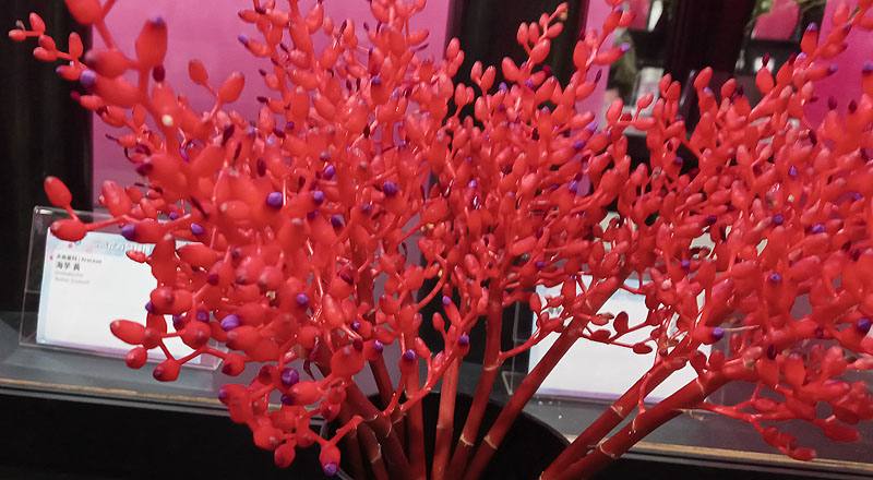 珊瑚鳳梨 (圖片2)