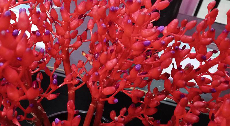 珊瑚鳳梨 (圖片3)