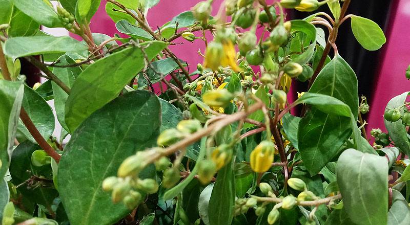 金魚草 黃色 (圖片2)