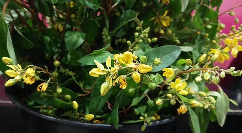 金魚草 黃色 (圖片3)