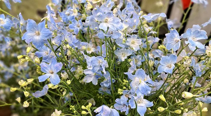 小飛燕草 (圖片2)