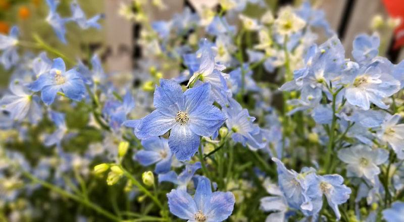 小飛燕草 (圖片3)