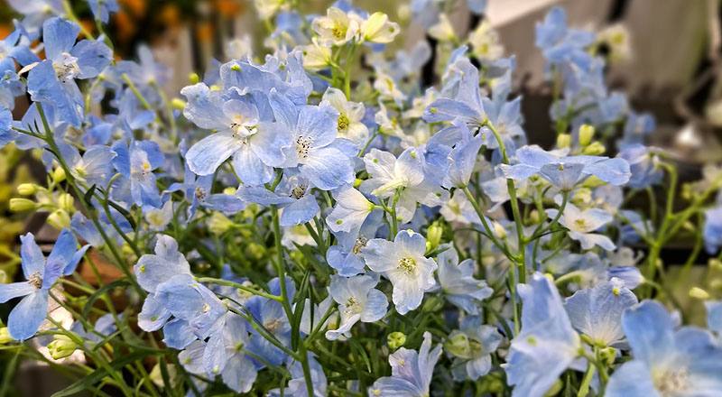 小飛燕草 (圖片4)