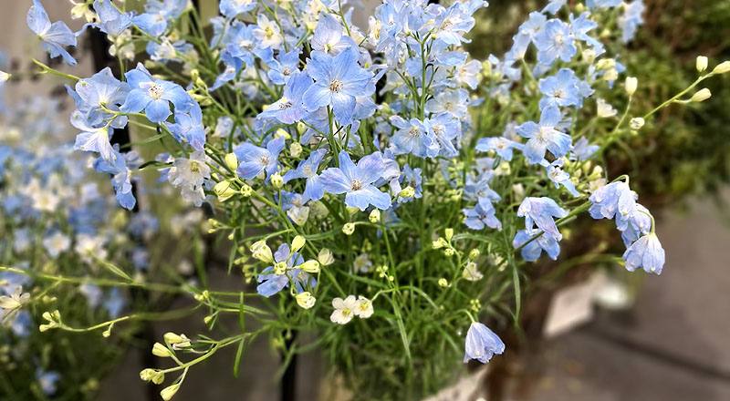 小飛燕草 (圖片1)