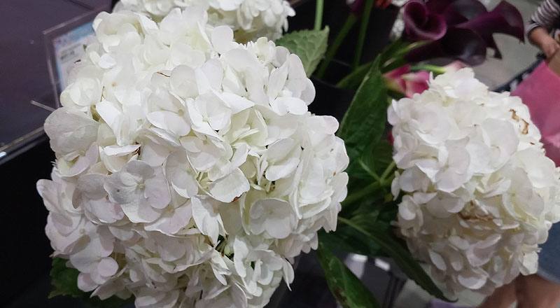 繡球花 白 (圖片1)