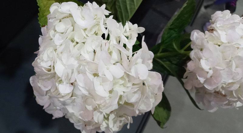 繡球花 白 (圖片2)