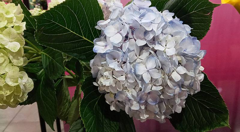 繡球花 水藍 (圖片2)