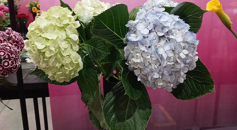 繡球花 水藍 (圖片1)