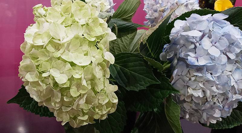 繡球花 水藍 (圖片3)