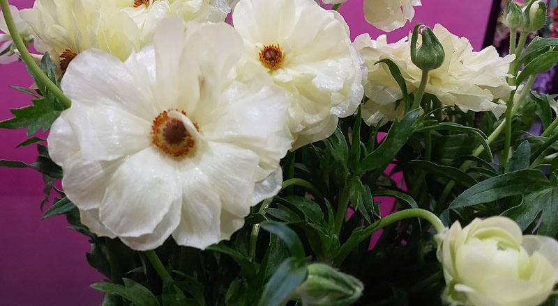 陸蓮花 白 (圖片2)