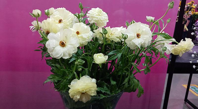 陸蓮花 白 (圖片1)