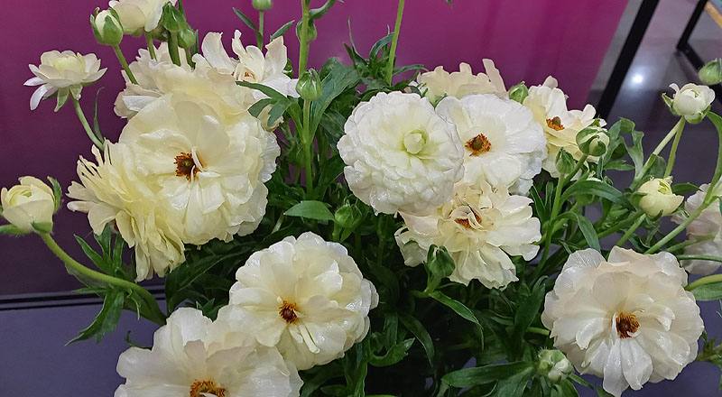 陸蓮花 白 (圖片4)