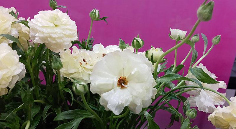 陸蓮花 白 (圖片3)