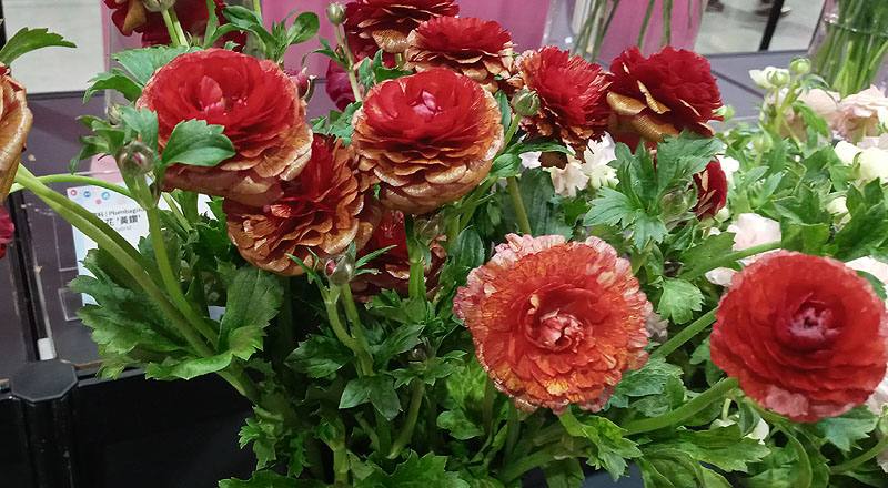 陸蓮花 紅 (圖片4)