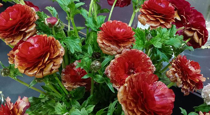 陸蓮花 紅 (圖片5)