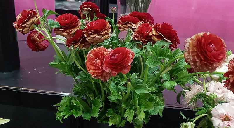 陸蓮花 紅 (圖片2)