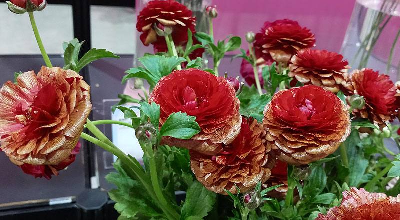 陸蓮花 紅 (圖片3)